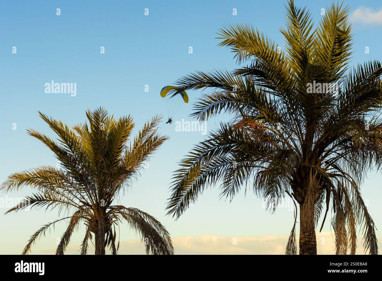 Ein Gleitschirmflieger, der über hohen Palmen mit leuchtend grünen Blättern am Himmel schwingt. Stockfoto