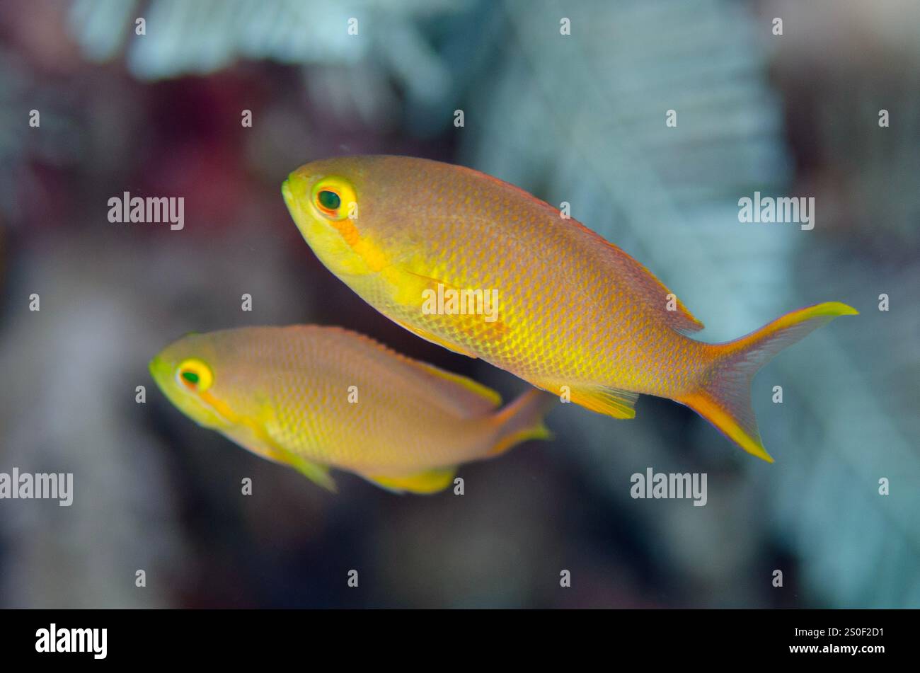 Weibliche Fadenflosse Anthias, Pseudanthias huchtii, Tauchplatz Boo Rocks, Misool, Raja Ampat, West Papua, Indonesien Stockfoto