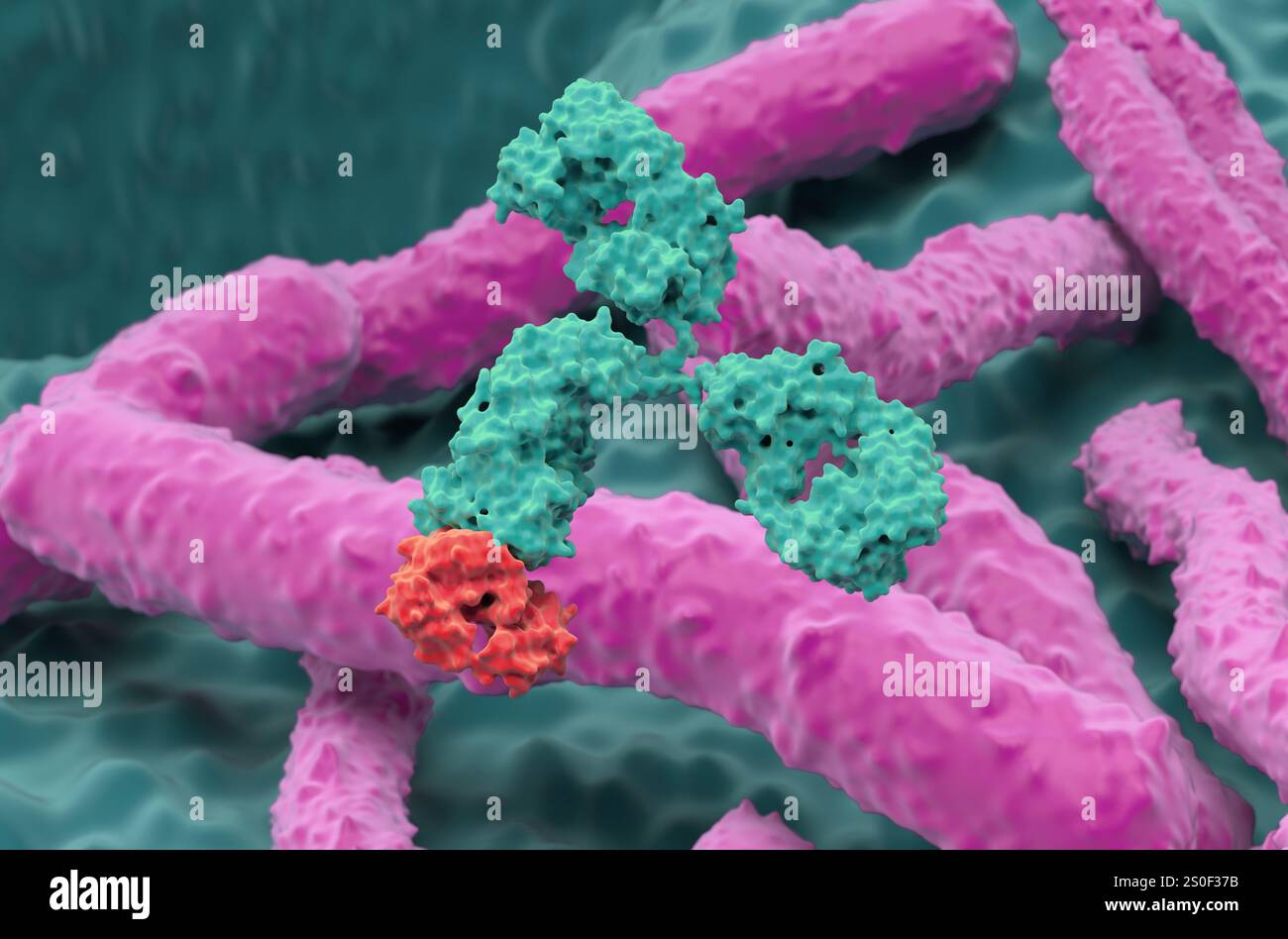 Monoklonale Antikörpertherapie bei Helicobacter pylori - Nahaufnahme 3D-Illustration Stockfoto