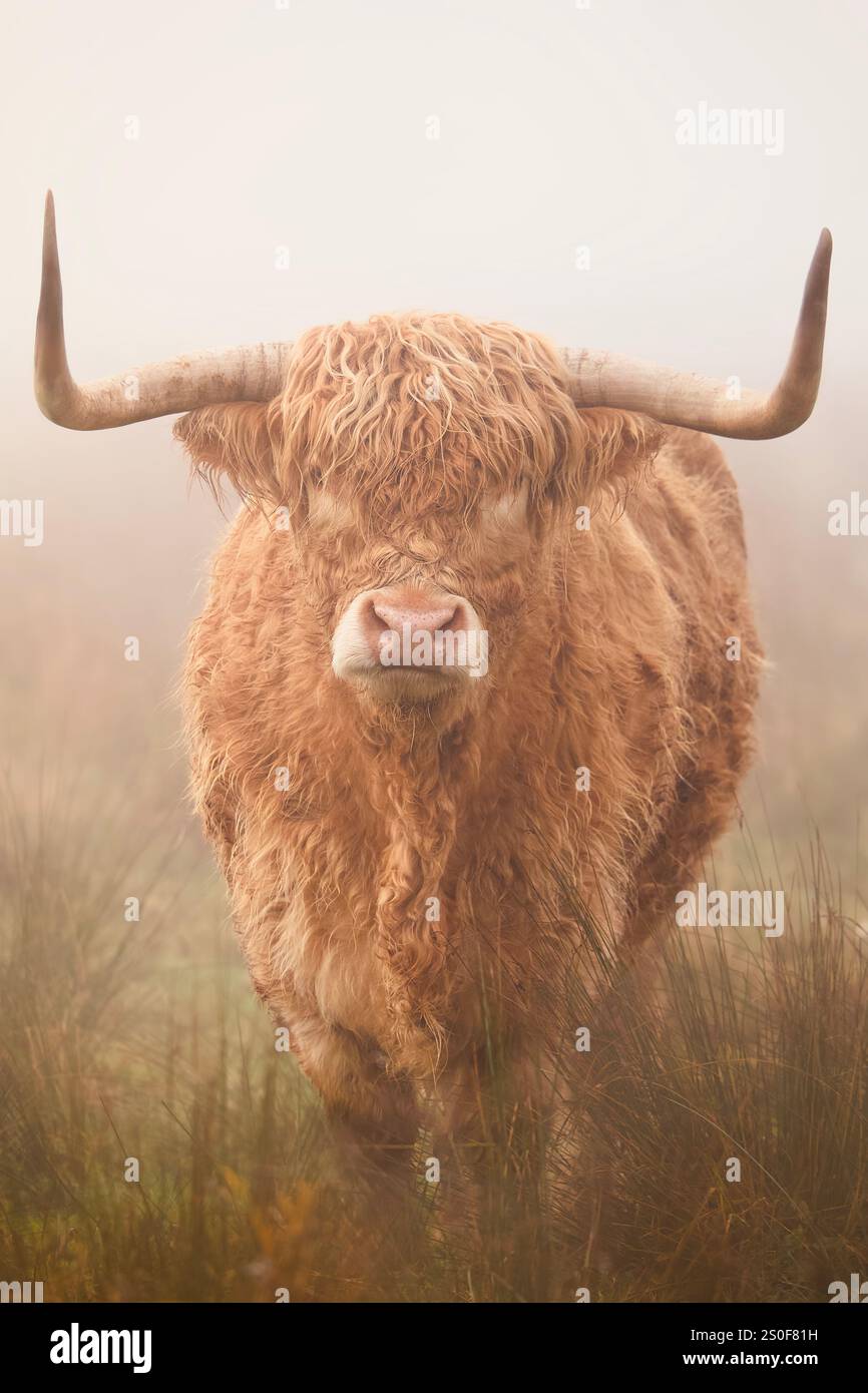 Porträt von Highland-Rindern in Schottland. Eine Kuh stand in den winterlichen schottischen Highlands, umgeben von Nebel. Stockfoto