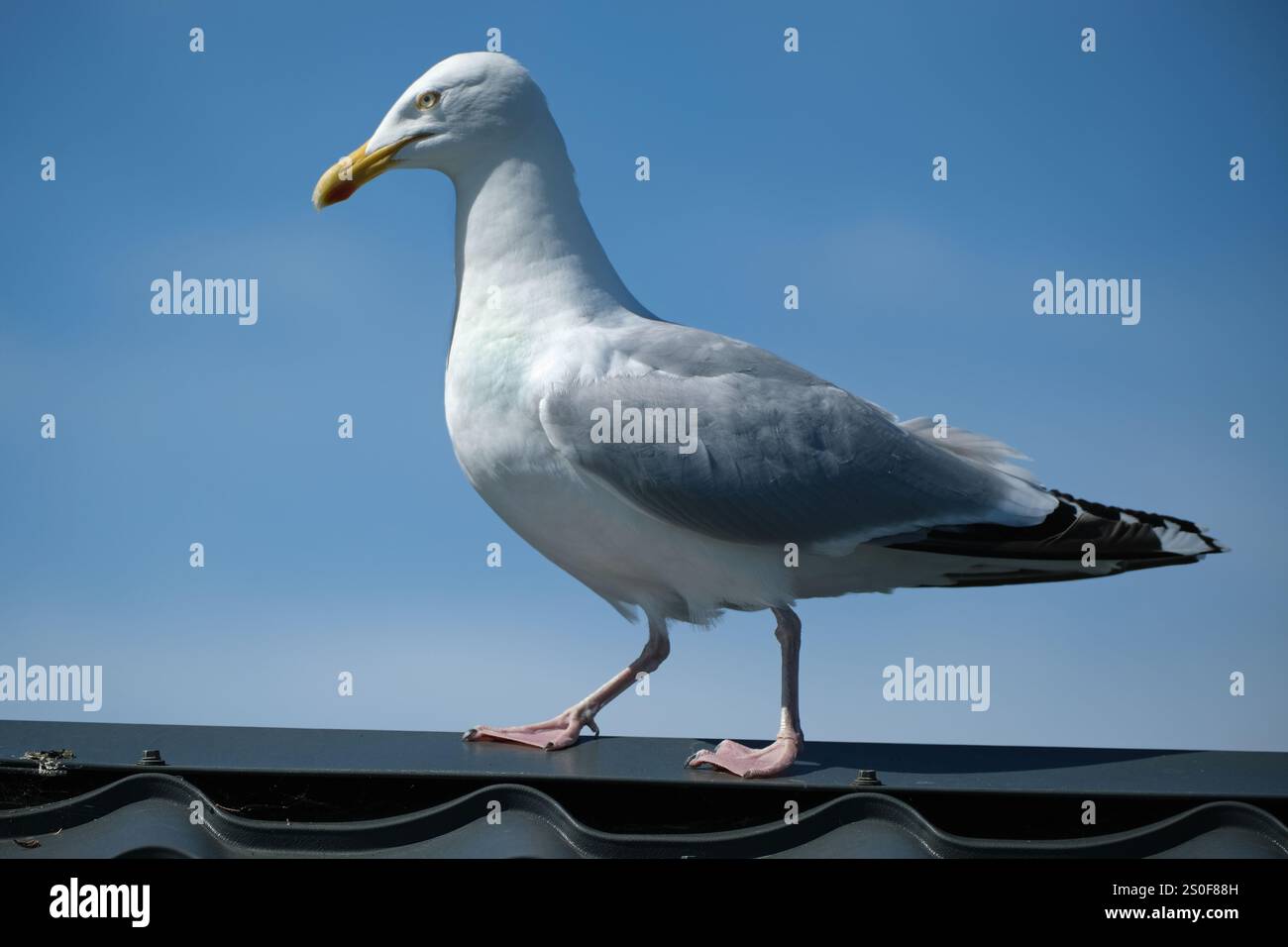 Silbermöwen sind groß, laut, Möwen das ganze Jahr rund um unsere Küsten und Binnengewässern um Müllhalden, Felder, große Talsperren und Seen. Stockfoto
