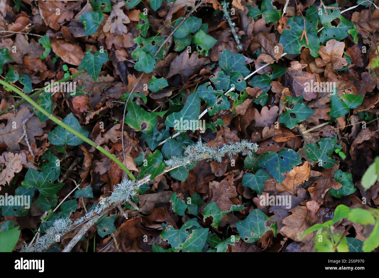 Nahaufnahme eines Zweigs, nahe am Boden, mit Flechten, die darauf wachsen. Darunter, auf dem Boden, sind Efeublätter und tote Blätter. Stockfoto