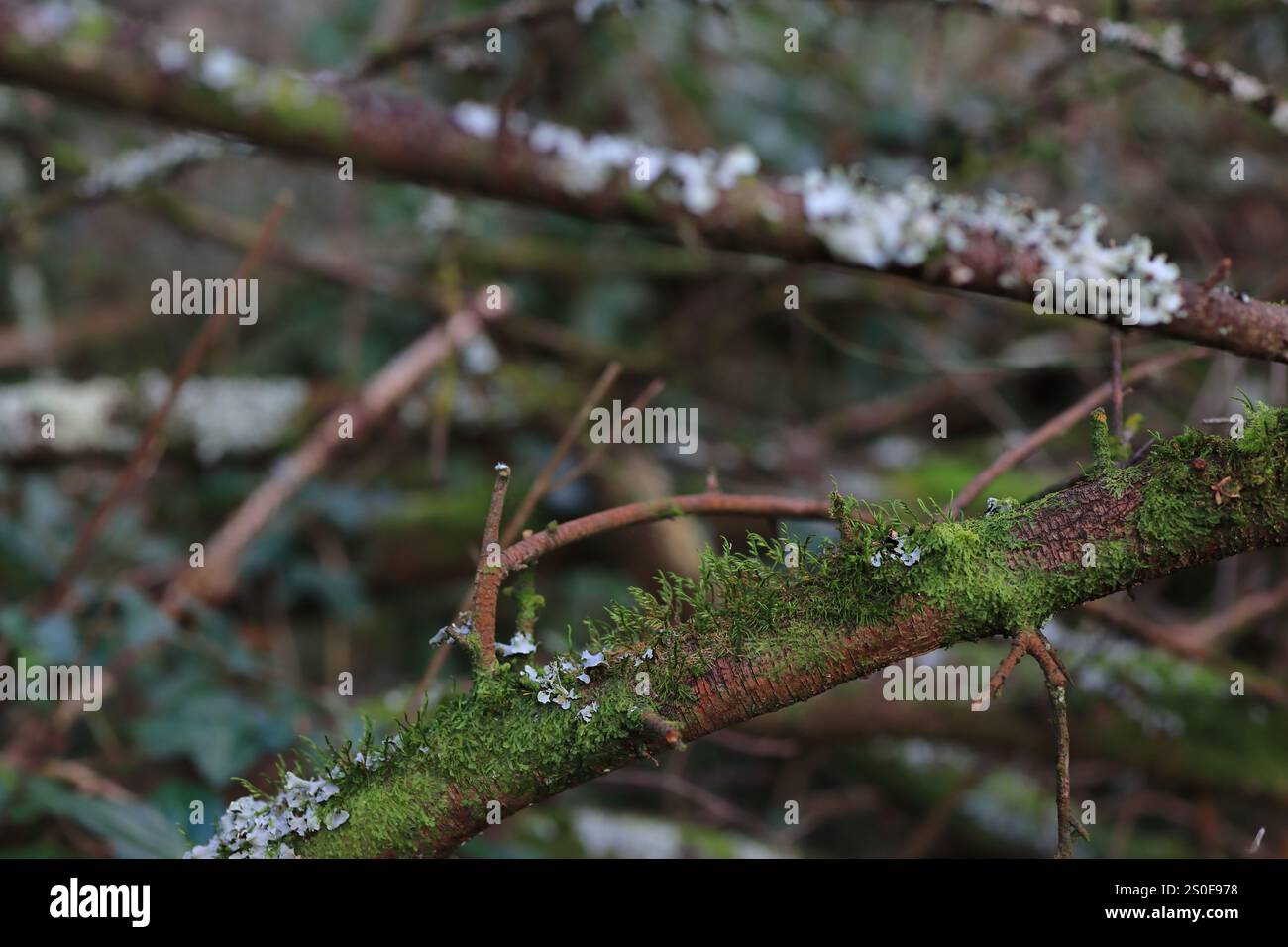 Nahaufnahme eines Waldzweigs, bedeckt mit grünem Moos und einigen weißen Flechten. Stockfoto