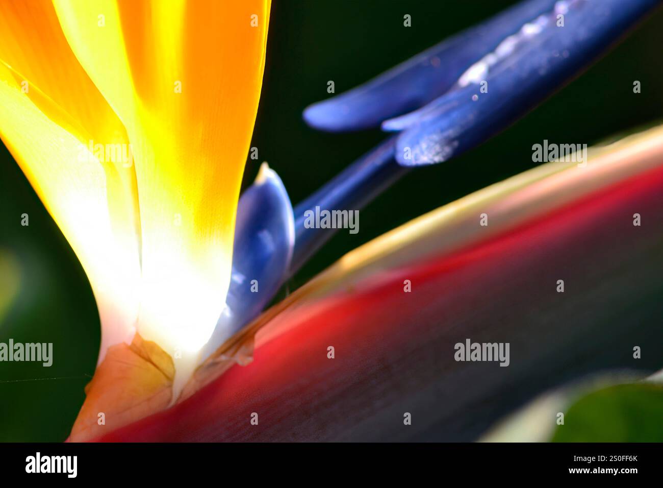 Mikroansicht eines Paradiesvogels (Strelitziaceae) von Darling im Westkap von Südafrika. Stockfoto