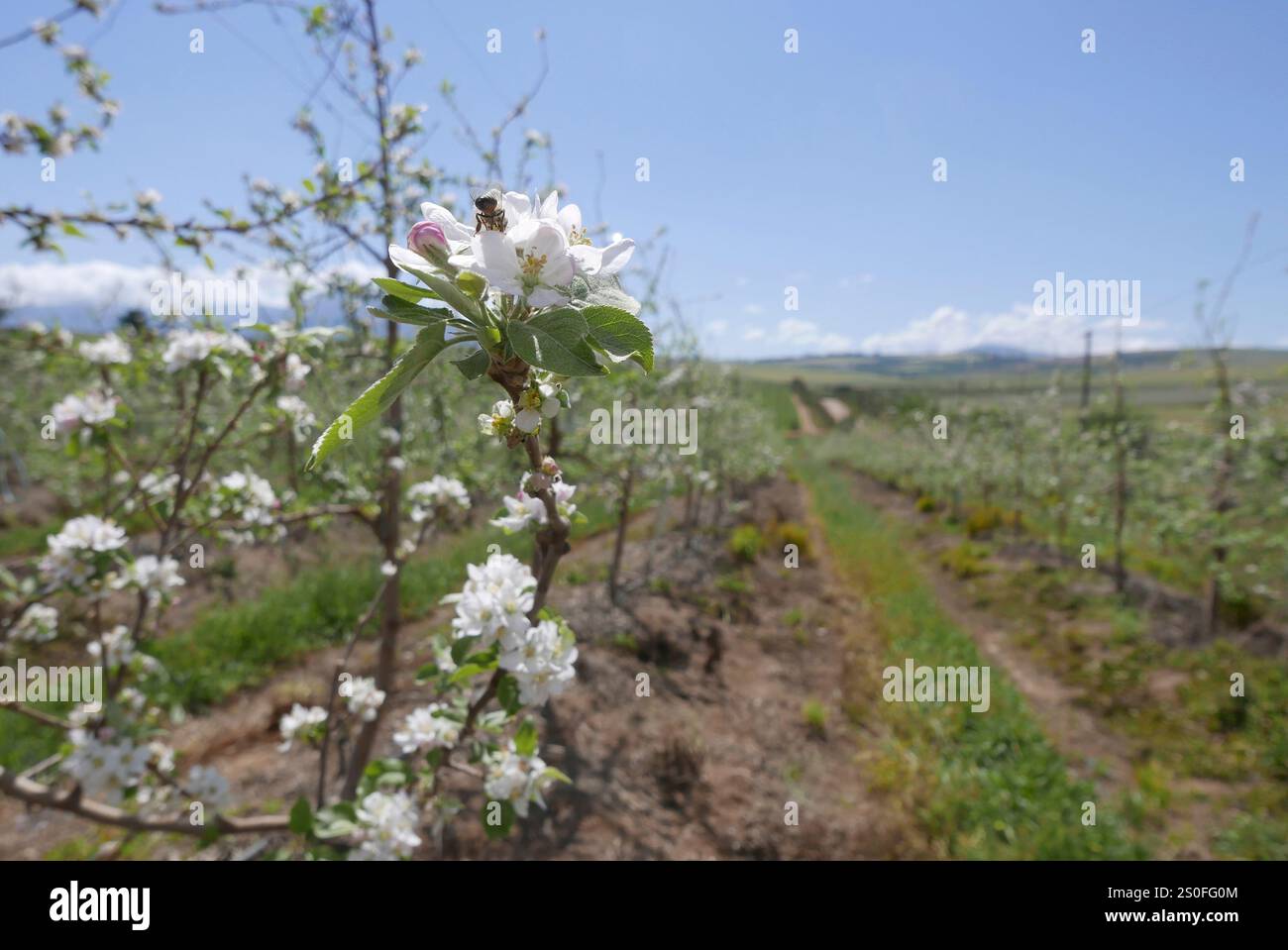 Ein Insekt, das eine Apfelblüte in einem Obstgarten in Vyeboom im Overberg, Westkap in Südafrika besucht. Stockfoto