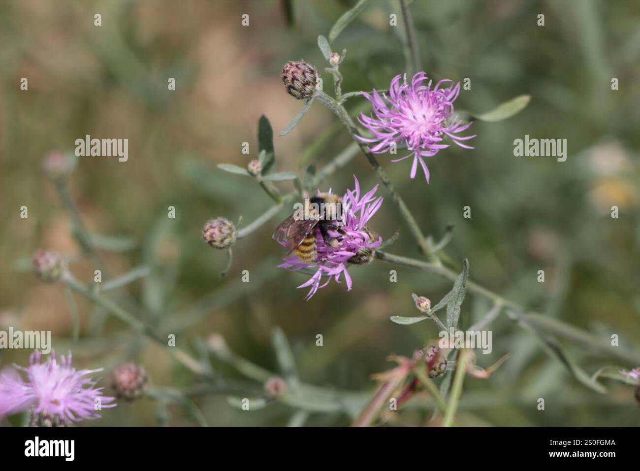 Weißschultrige Hummel (Bombus appositus) Stockfoto