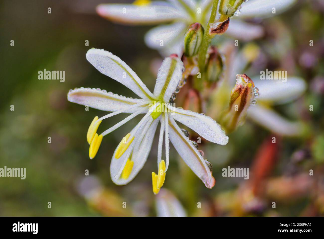 Weiße Lilie (Liliaceae) mit gelben Pinselstrichen an der Westküste Südafrikas. Stockfoto