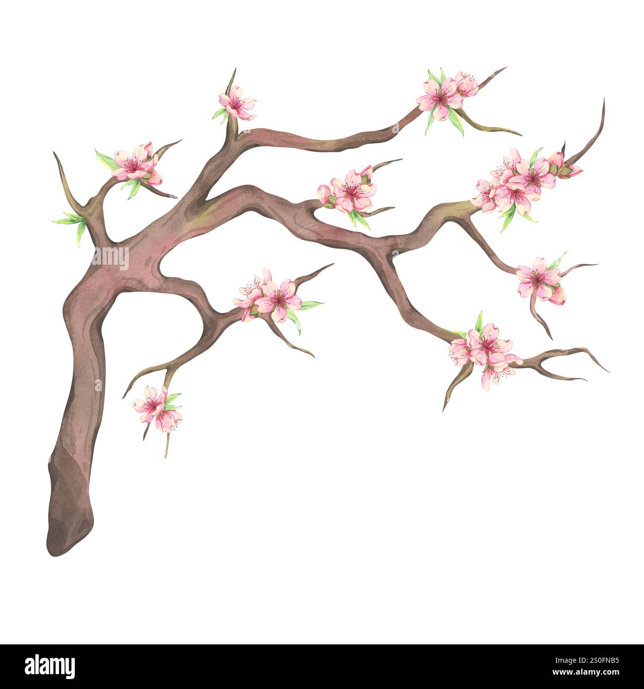 Aquarellblühender Mandelzweig mit kleinen grünen Blättern und rosa Blüten. Kirschblüte isoliert auf weißem Hintergrund. Blühender Sakura-Zweig für Stockfoto
