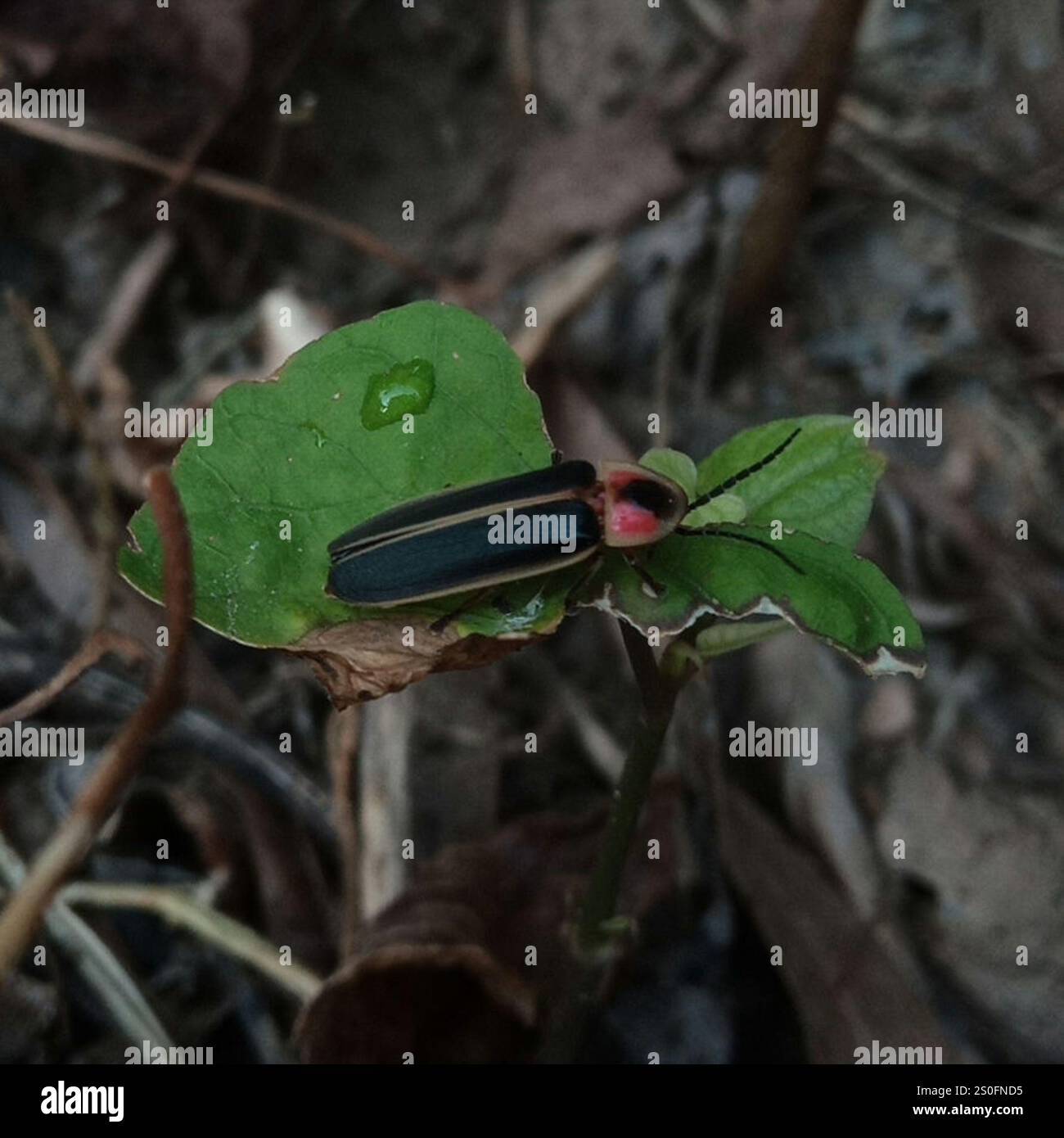 Gemeinsame östlichen Firefly (Photinus pyralis) Stockfoto