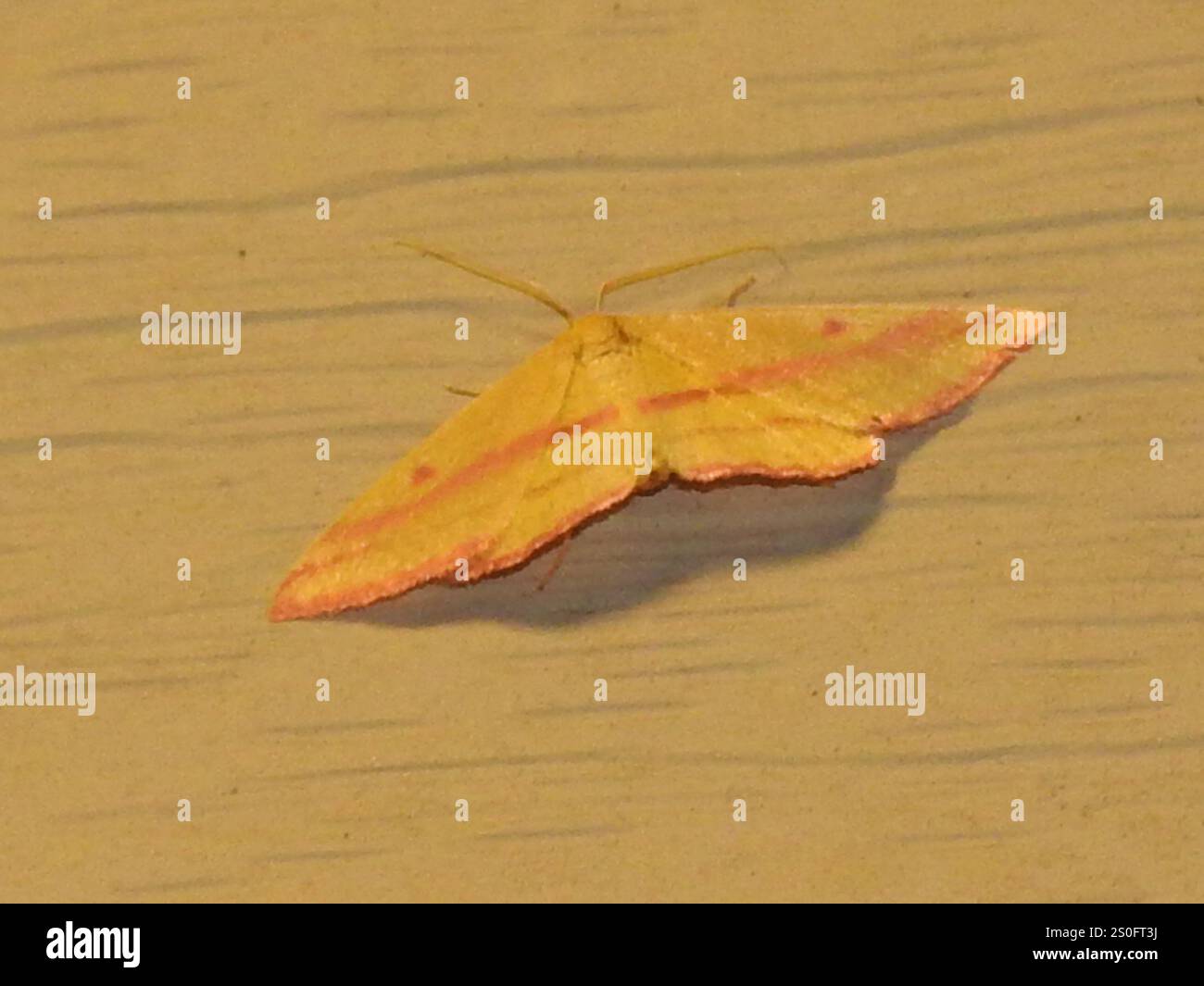 Geometer Motte (Haematopis grataria) Stockfoto