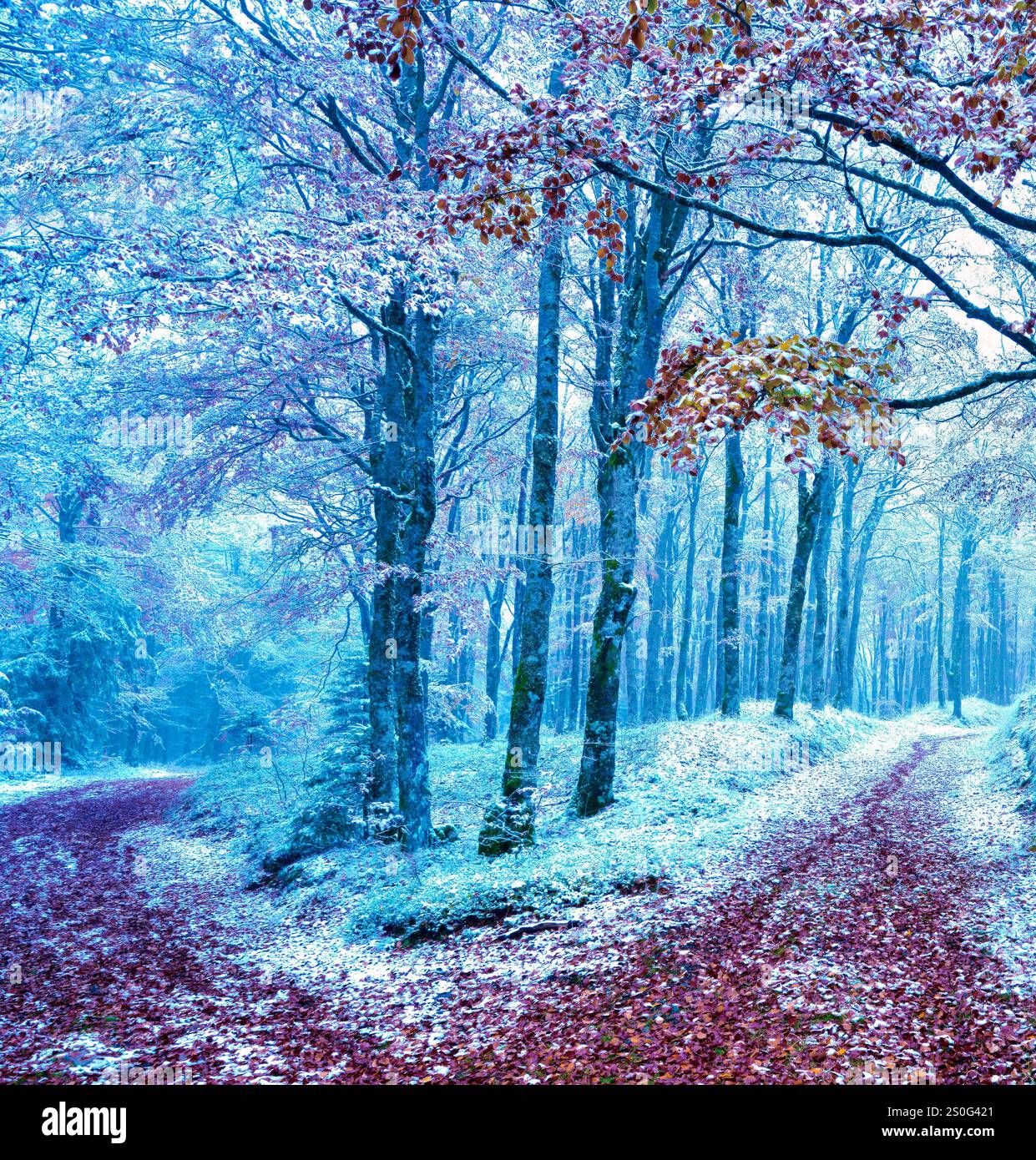 Ein schneebedeckter Winterblick auf den Herrenberg Forest, Elsass, Frankreich. Stockfoto