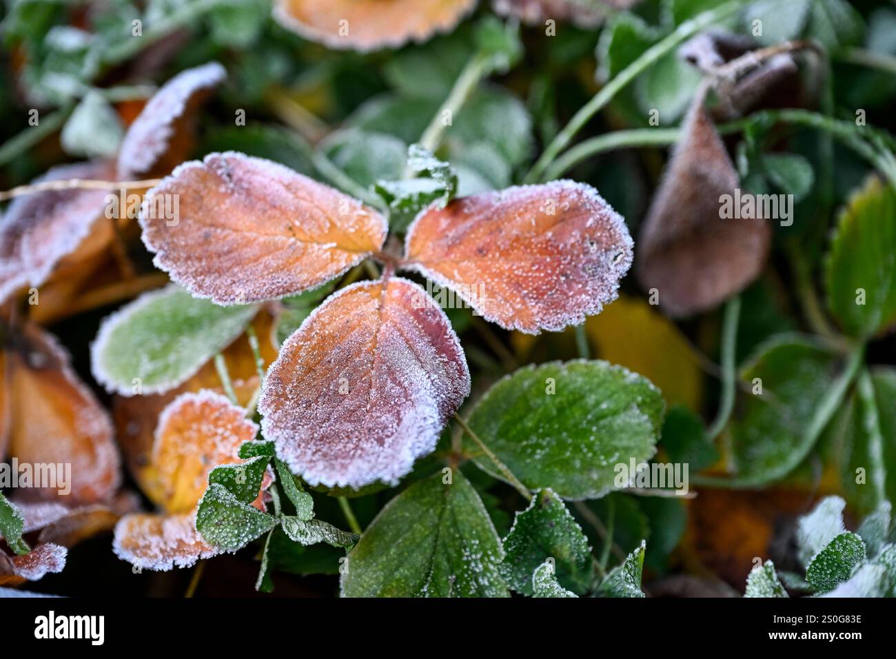 28.12.2024, Deutschland, Baden Würrtemberg, reif umzieht ein Blatt, BLF 24038936 Bernd Leitner Photography Stockfoto