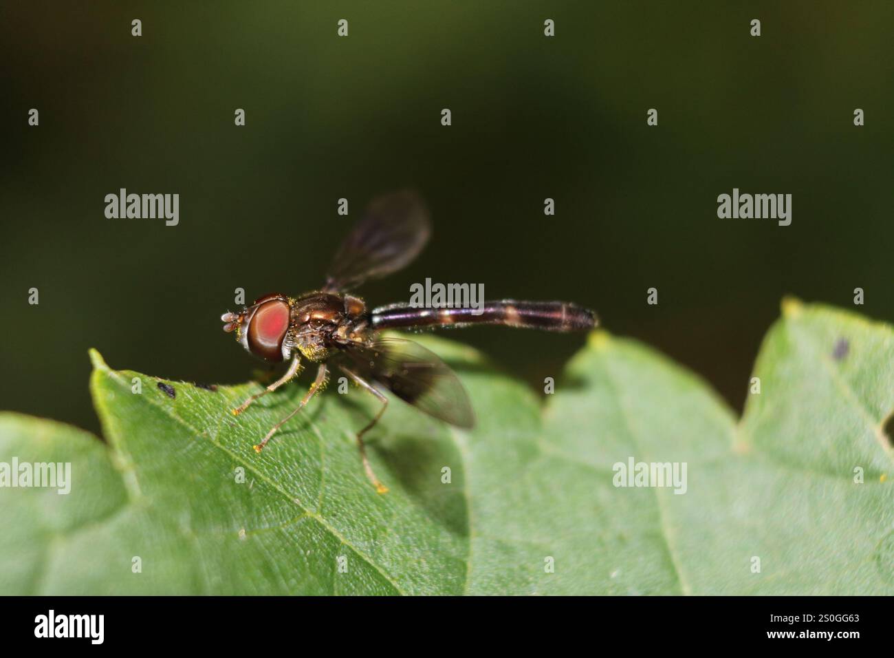 Östliche Bandflügelfliege (Hypocritanus fascipennis) Stockfoto