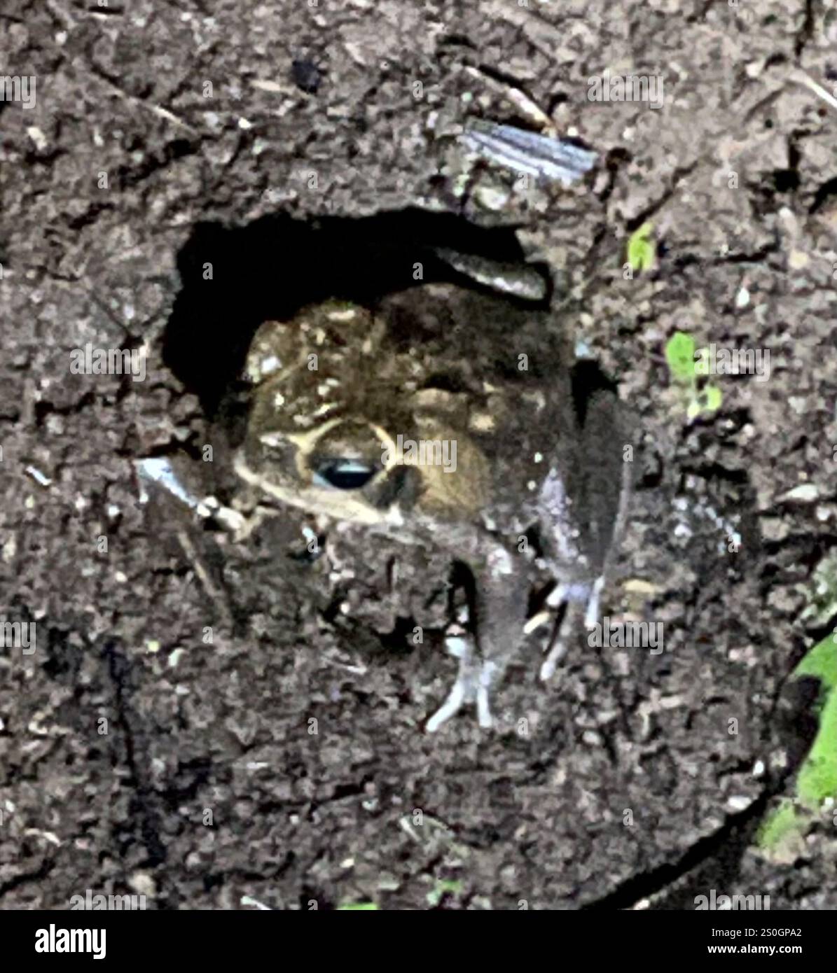 Riesenröte (Rhinella horribilis) Stockfoto