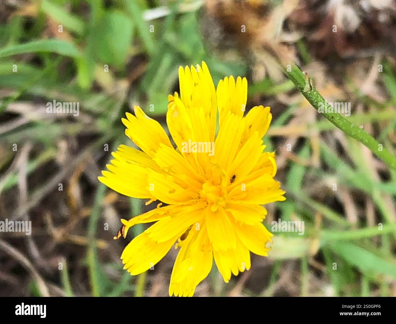 Herbst Hawkbit (Scorzoneroides Autumnalis) Stockfoto