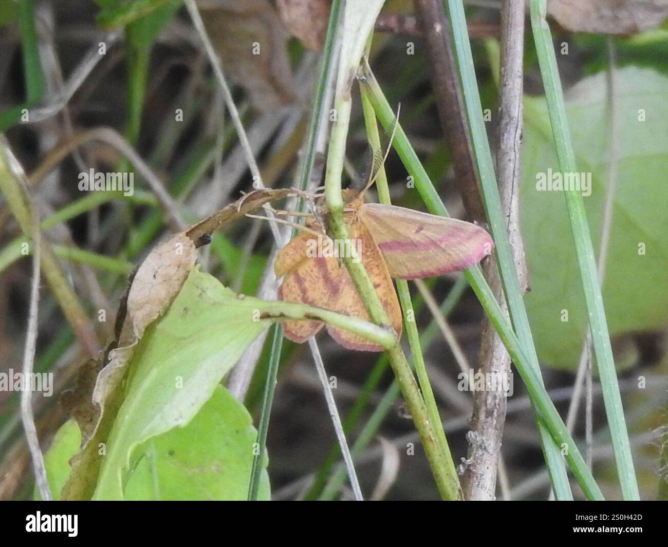 Geometer Motte (Haematopis grataria) Stockfoto