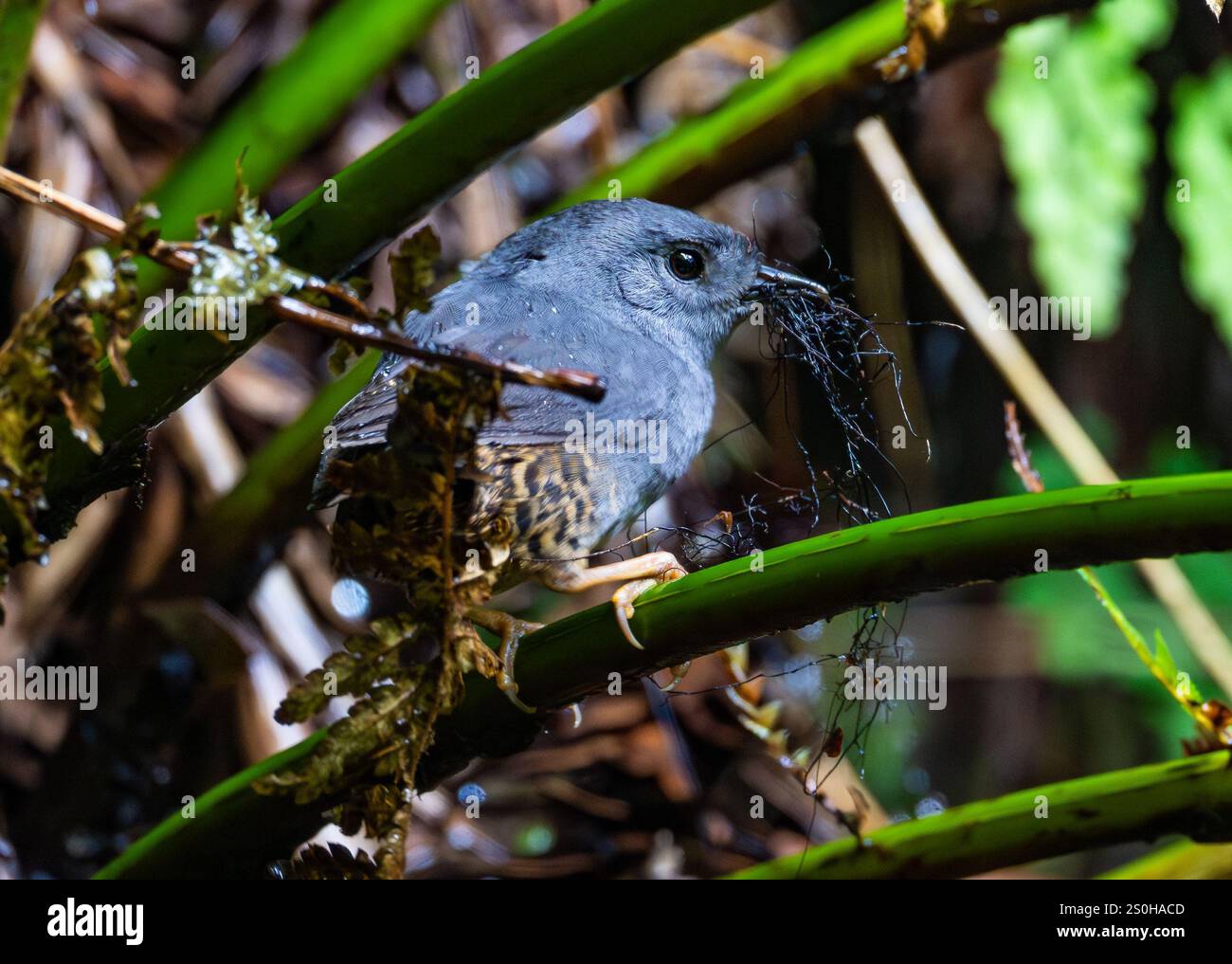 Ein Planalto Tapaculo (Scytalopus pachecoi), das Nistmaterial sammelt. Bundesstaat Santa Catarina, Brasilien. Stockfoto