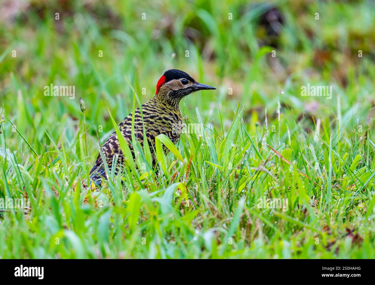 Ein Grünspecht (Colaptes melanochloros) in grünem Gras. Bundesstaat Santa Catarina, Brasilien. Stockfoto
