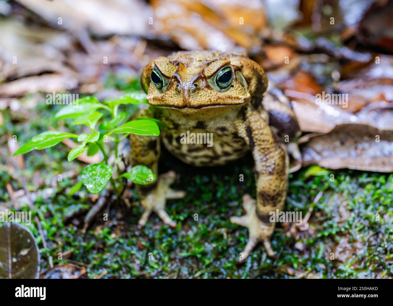 Eine gelbe Cururu-Kröte (Rhinella icterica) auf Waldboden. Bundesstaat Rio Grande do Sul, Brasilien. Stockfoto