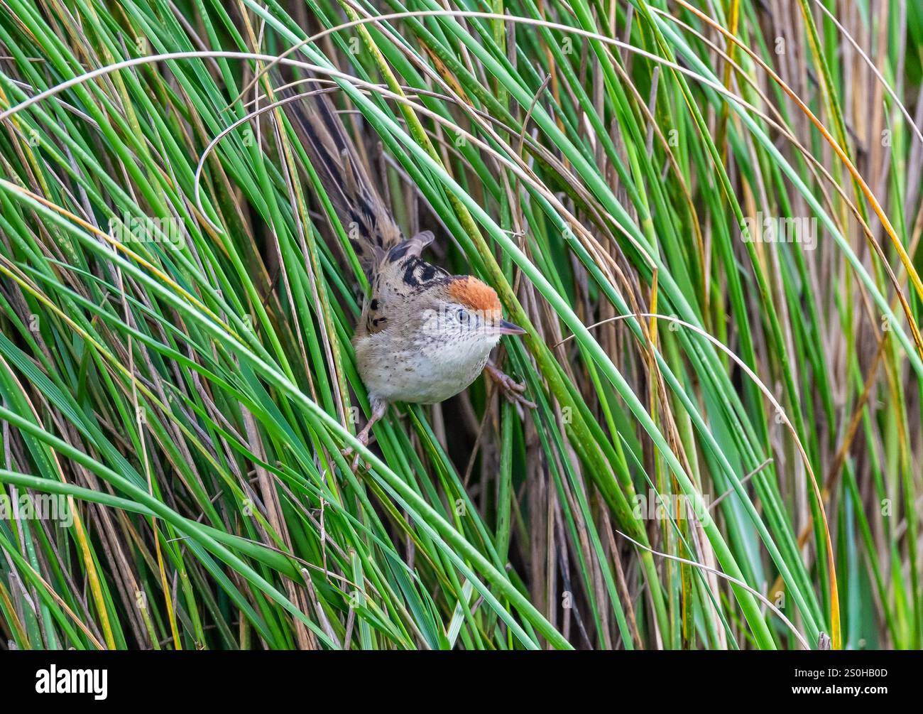 Ein Wren-Spinetail (Spartonoica maluroides) in grünem Gras. Bundesstaat Rio Grande do Sul, Brasilien. Stockfoto