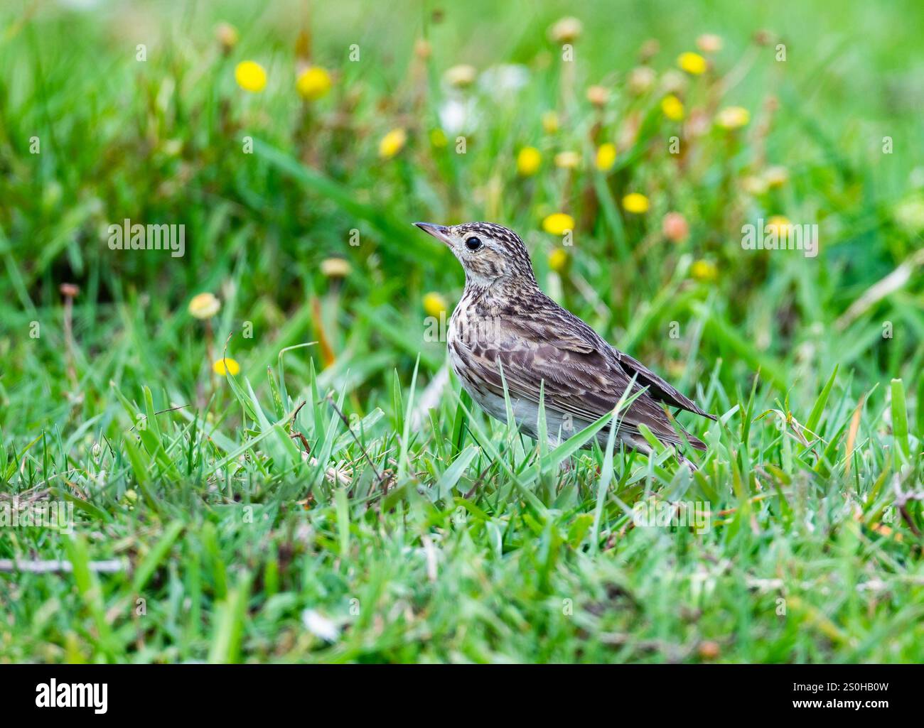 Eine Kurzschnabelpipit (Anthus furcatus), die in grünem Gras auf der Suche ist. Bundesstaat Rio Grande do Sul, Brasilien. Stockfoto
