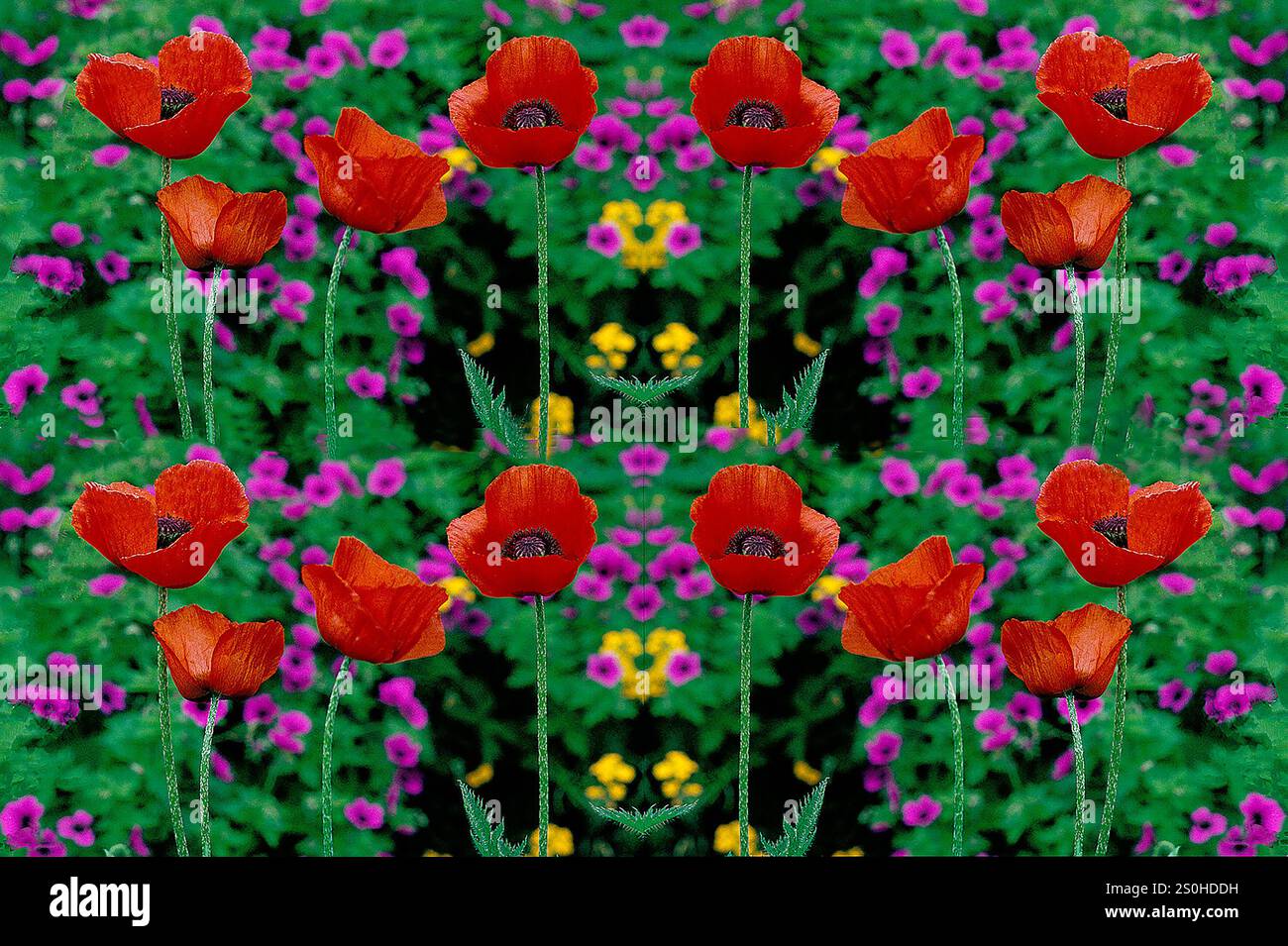 Blumengarten 14 Kombination von Mohnblumen für ein Produktdesign Stockfoto