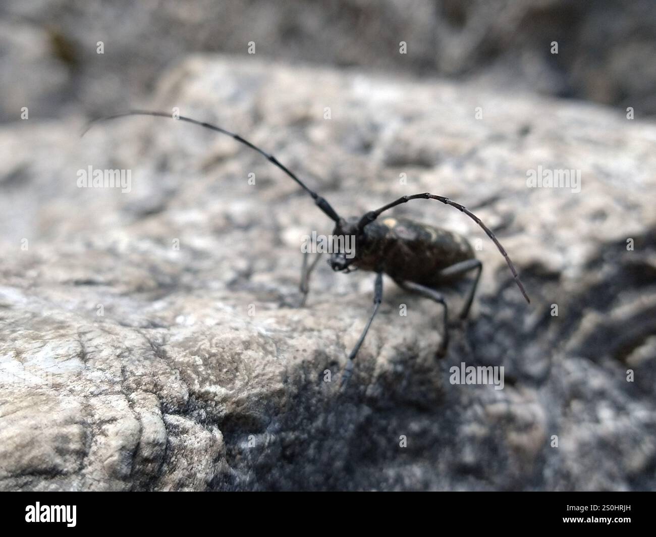 Zimmermann Sägekäfer (Monochamus sartor) Stockfoto