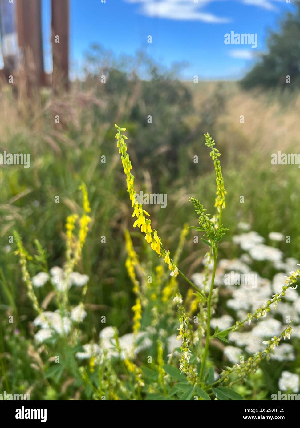 Gelber Süßklee (Melilotus officinalis) Stockfoto