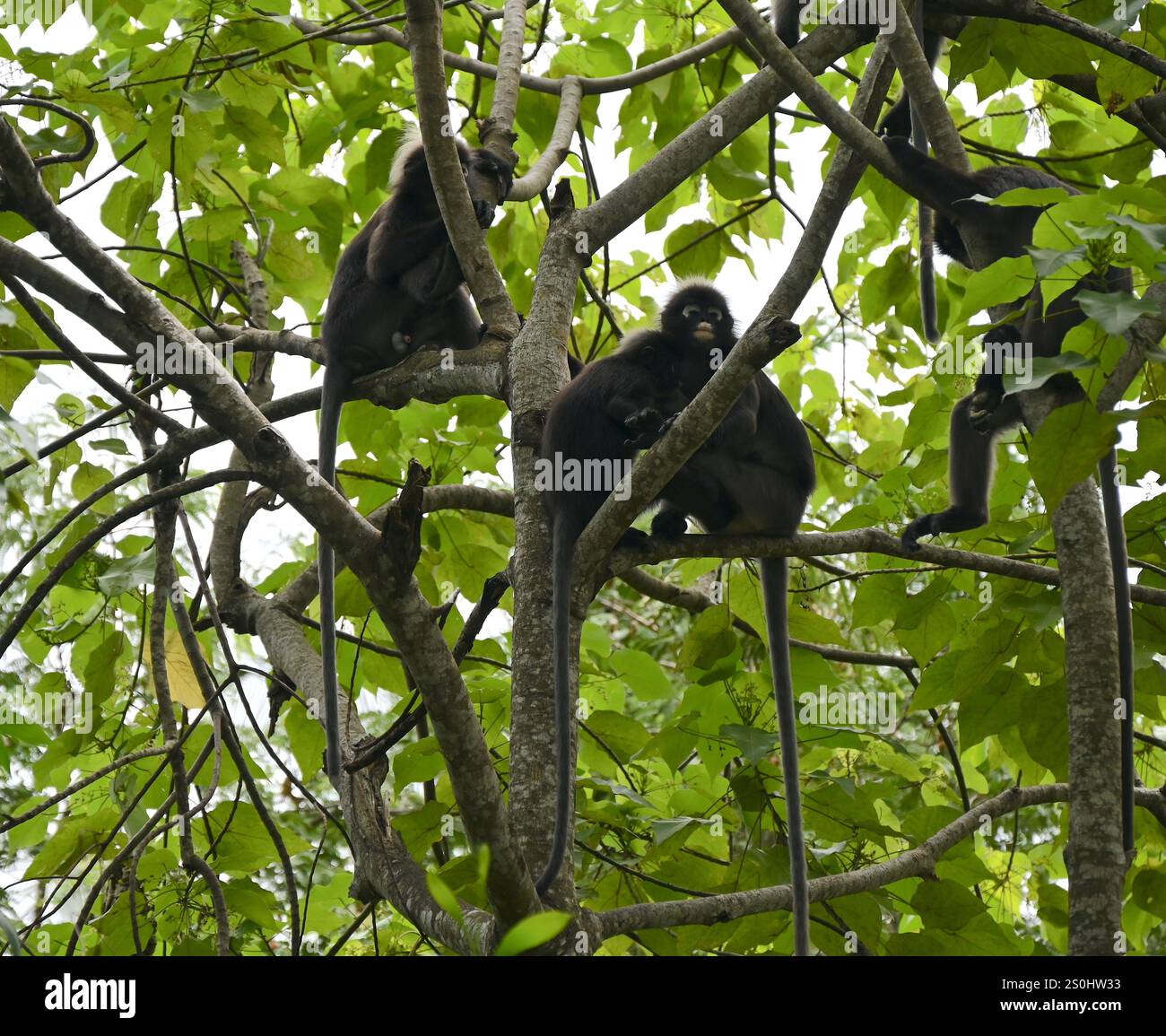 Langur-Affen auf Baum in Langkawi Malaysia. Stockfoto