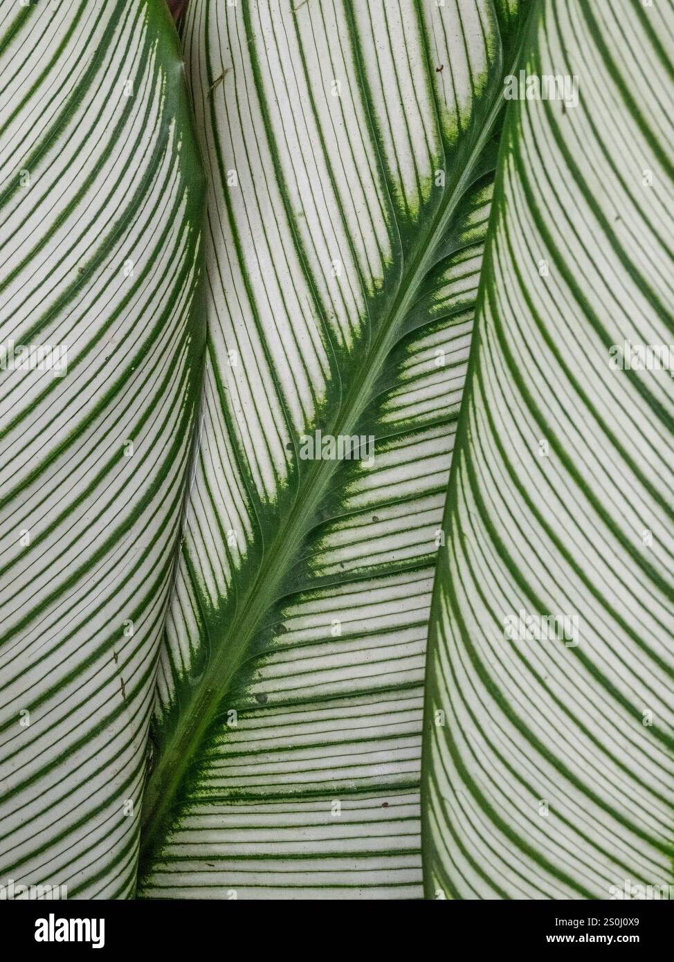 Nahaufnahme von grünen Nadelstreifen Calathea (Calathea Ornata) Pflanzenblättern Stockfoto