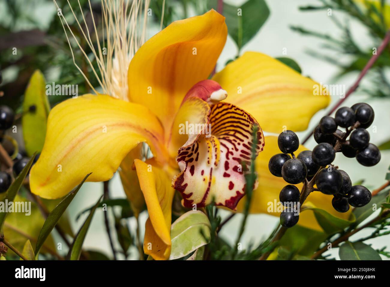 Eine bezaubernde gelbe Orchidee zeichnet sich durch sattes grünes Laub und glänzende schwarze Beeren aus und zeigt ihre einzigartigen gepunkteten Blütenblätter und leuchtenden Farben in A Stockfoto