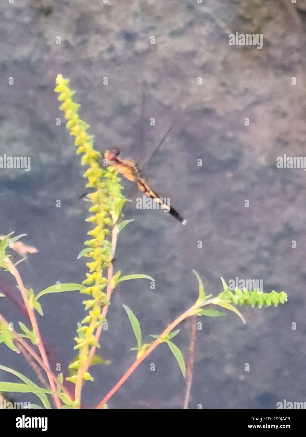 Little Blue Dragonlet (Erythrodiplax minuscula) Stockfoto