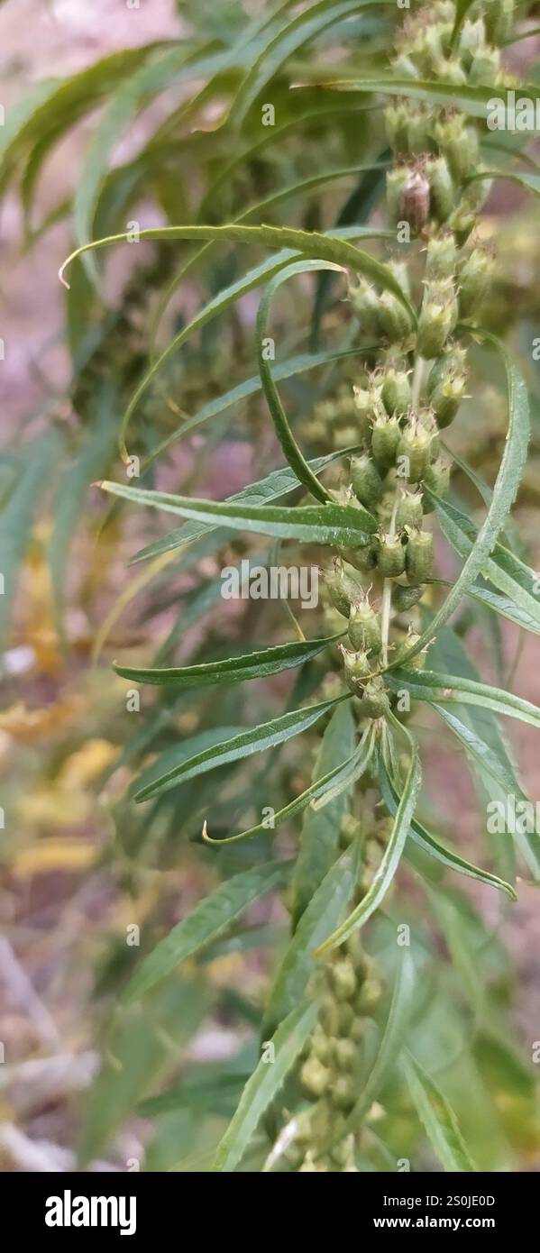 Falscher hanf -Fotos und -Bildmaterial in hoher Auflsung  Alamy