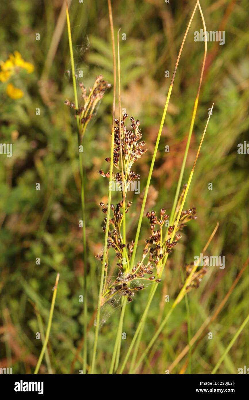 Hard Rush (Juncus inflexus) Stockfoto