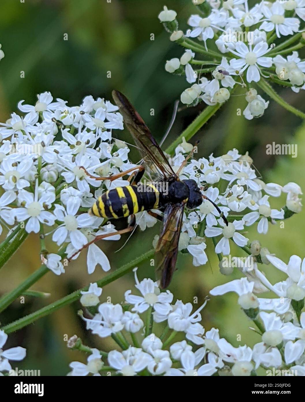 Edle Wasp-Sägefliege (Tenthredo vespa) Stockfoto