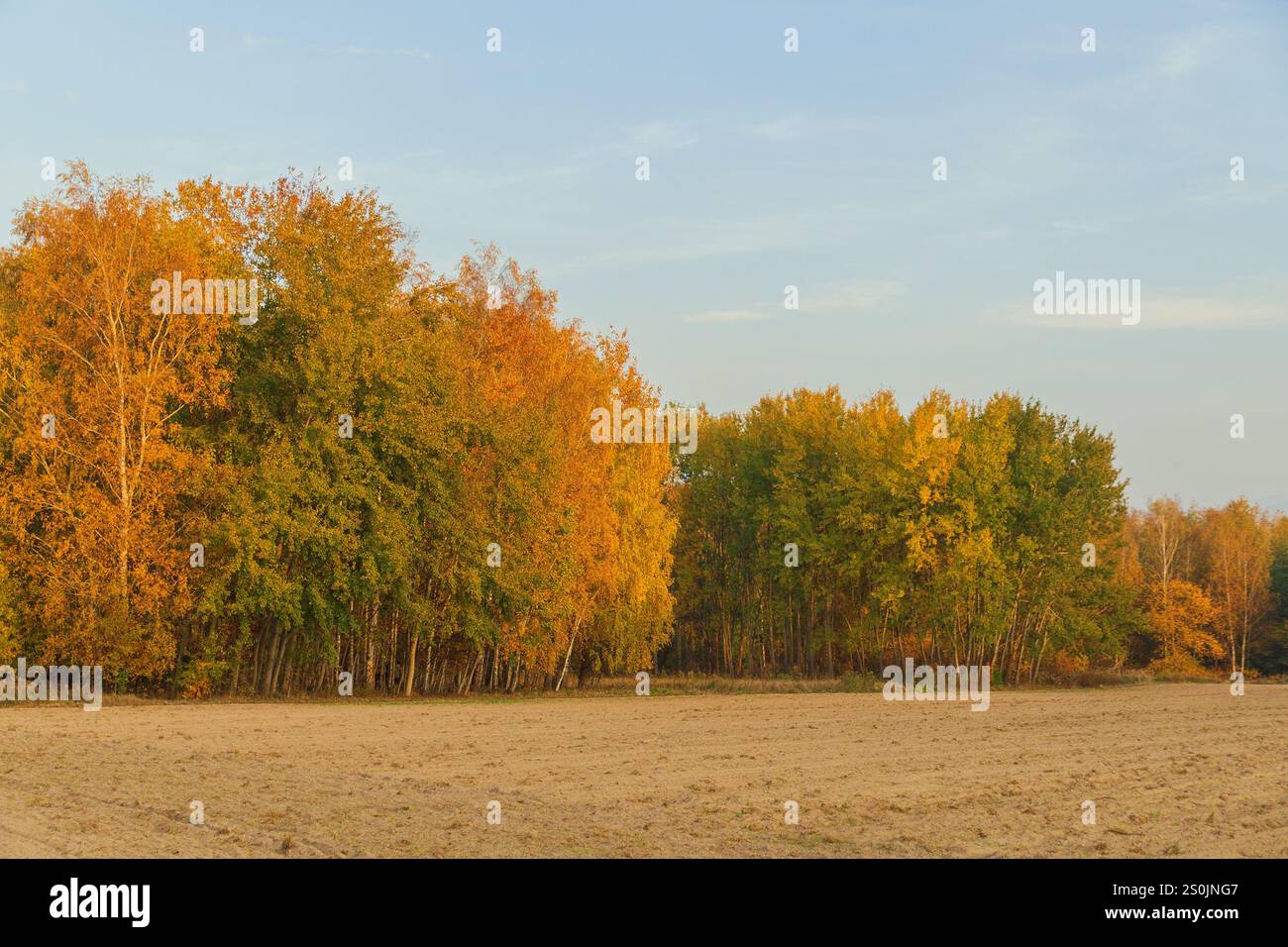 Waldrand. Gelbe, orange, grüne Blätter auf Bäumen im Wald. Wunderschöne Herbstlandschaft. Natürlicher Hintergrund. Stockfoto