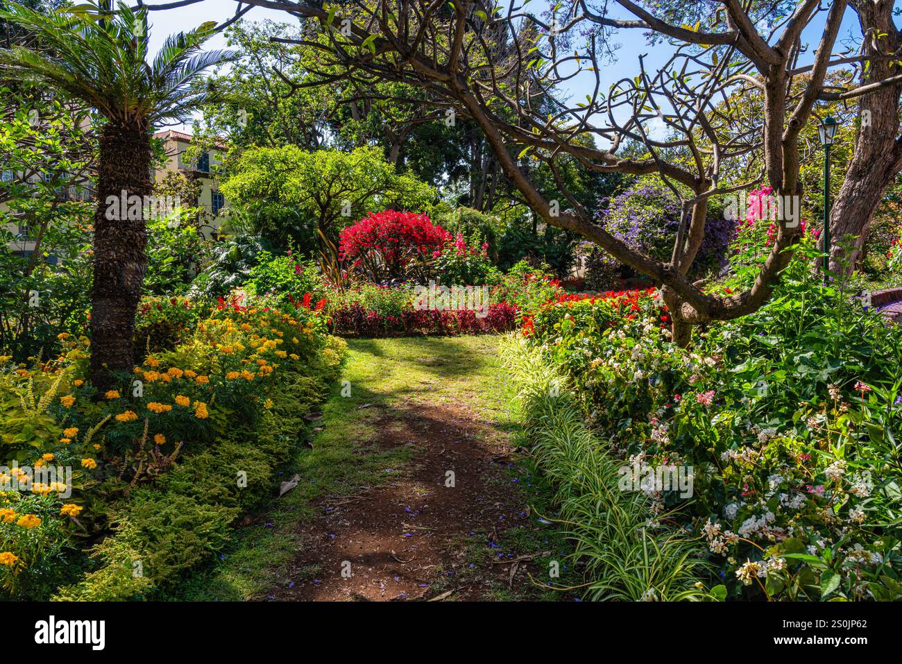 Gemeindegarten in Funchal an einem Sommermorgen. Insel Madeira, Portual. Stockfoto