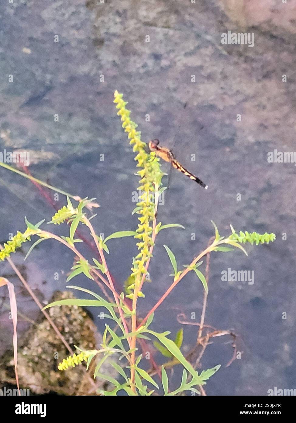 Little Blue Dragonlet (Erythrodiplax minuscula) Stockfoto
