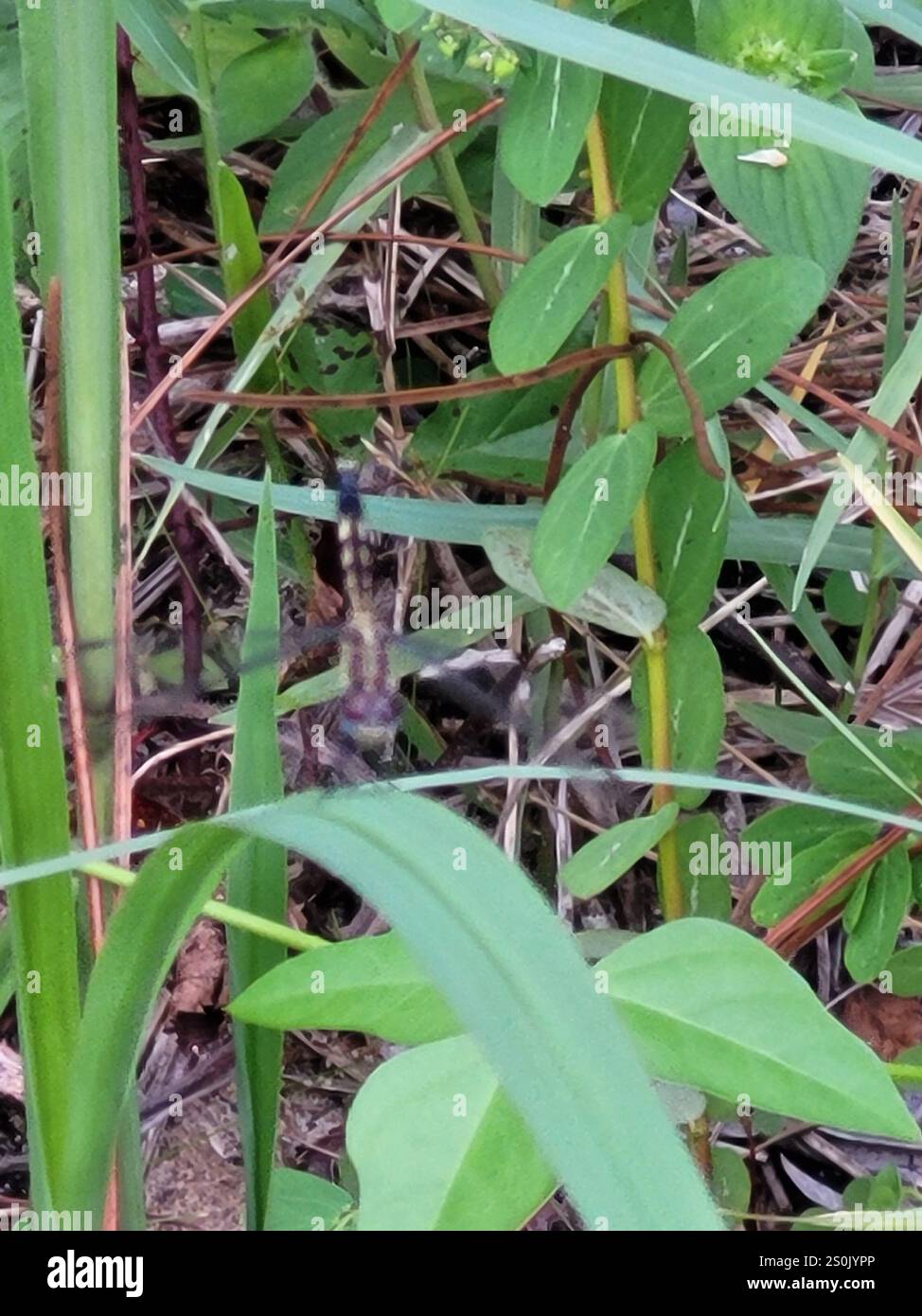Little Blue Dragonlet (Erythrodiplax minuscula) Stockfoto