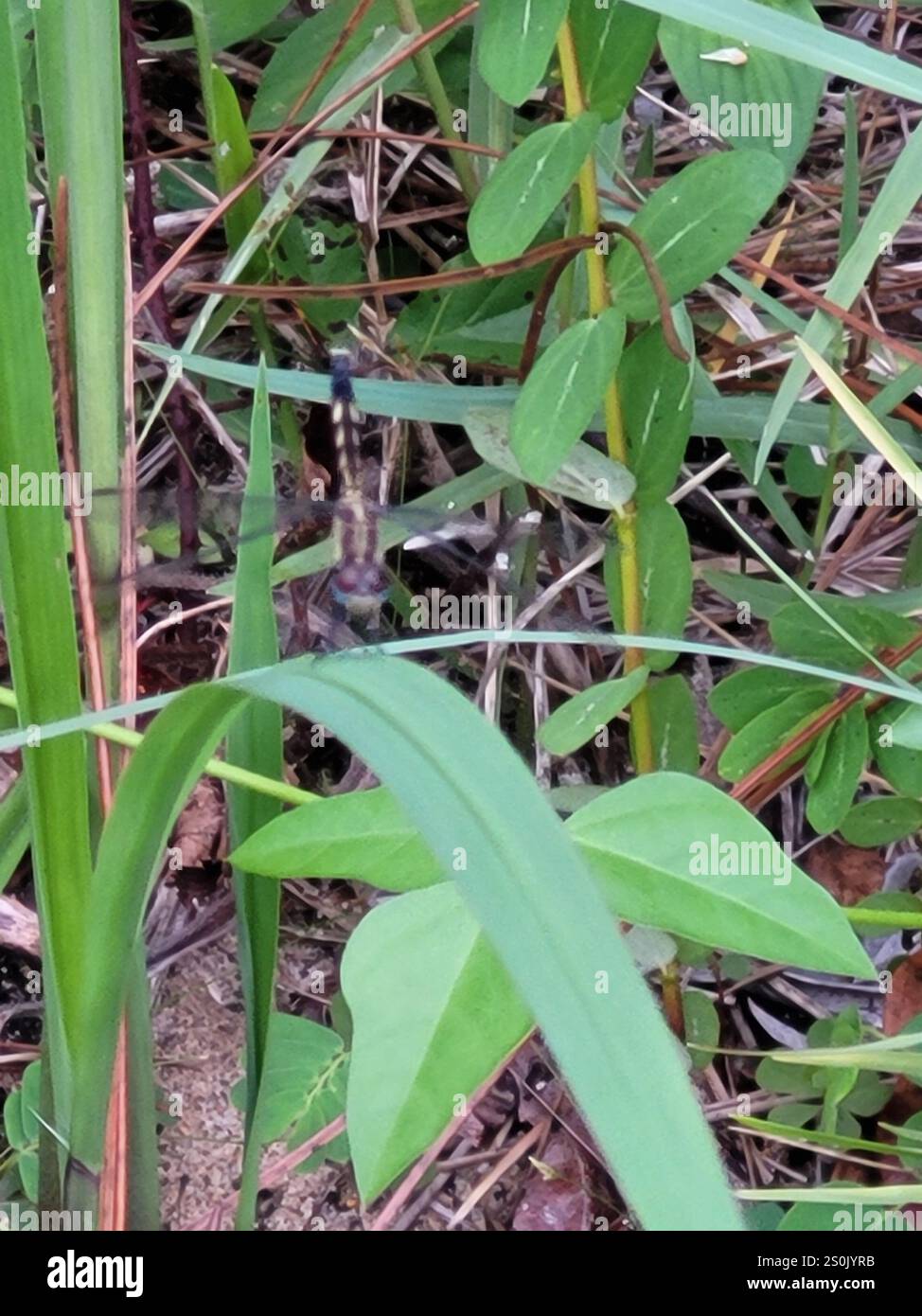 Little Blue Dragonlet (Erythrodiplax minuscula) Stockfoto
