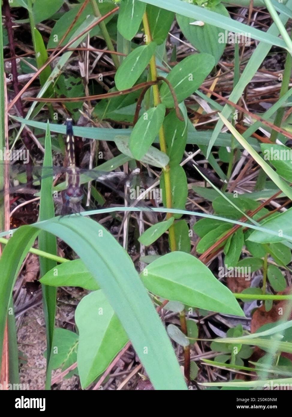 Little Blue Dragonlet (Erythrodiplax minuscula) Stockfoto