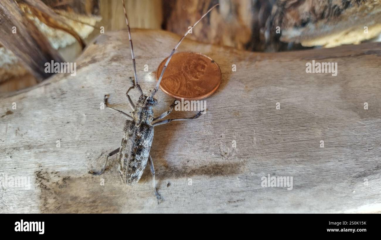 Kiefer Sawyer (Monochamus clamator) entdeckt Stockfoto