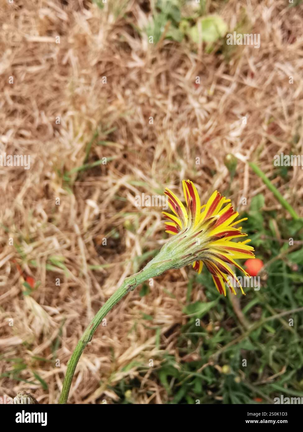 Herbst Hawkbit (Scorzoneroides Autumnalis) Stockfoto