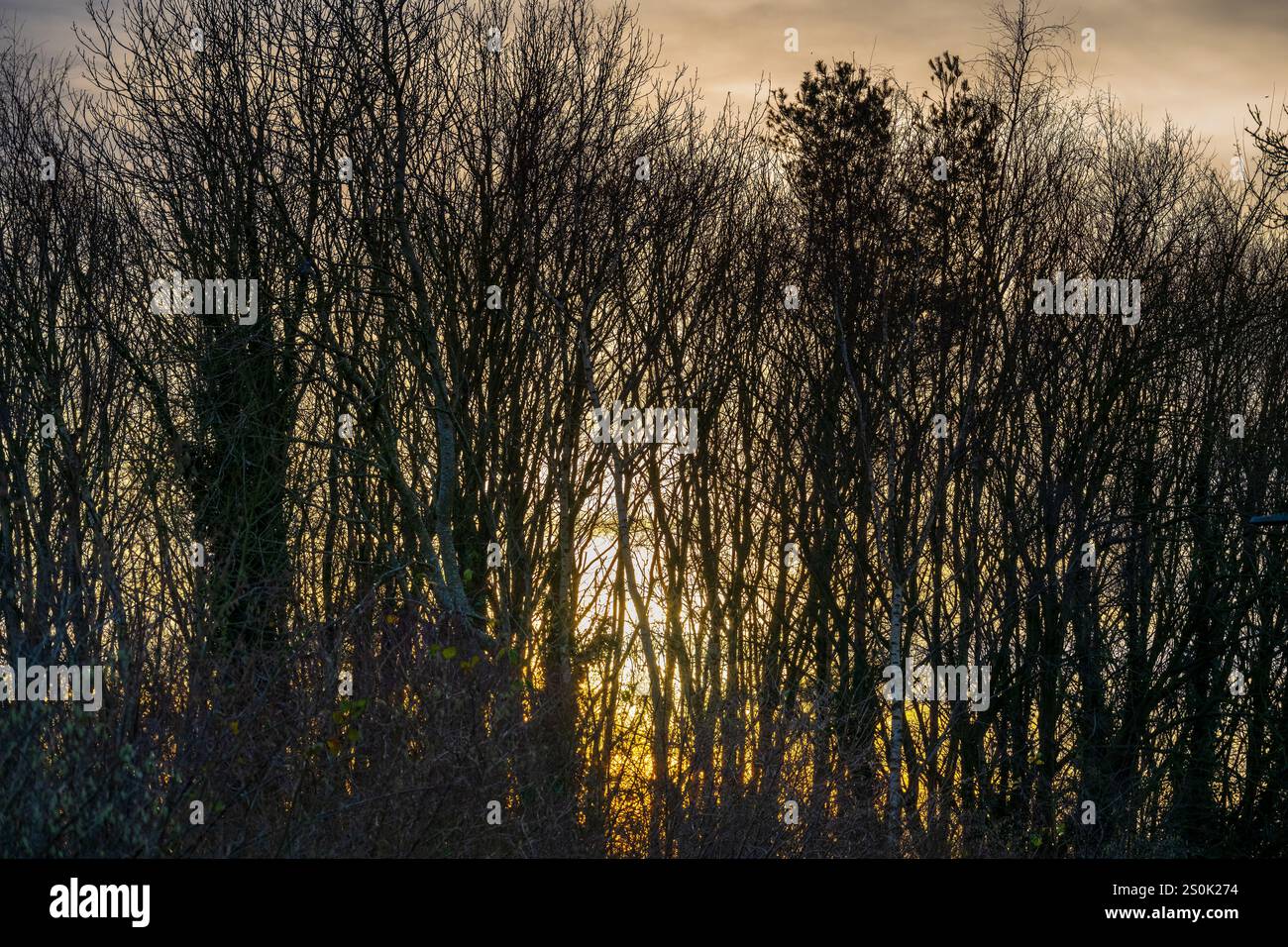 Winterlicher Sonnenschein durch Bäume im Nachmittagslicht. Stockfoto