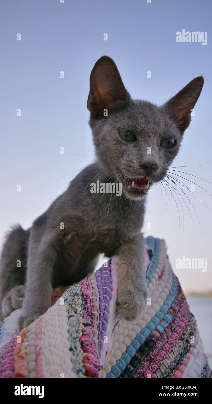 Ägyptische Katze im Tempel der Isis in Philae, Ägypten Stockfoto
