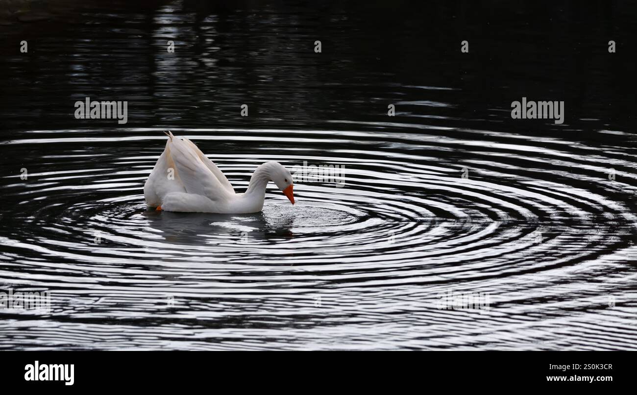 Das Spiel der Gans ist ein Brettspiel. Es ist ein sehr altes Spiel, das aus dem 12. Jahrhundert stammt. Die aktuelle digitale Version hat eine klare Verwandtschaft. Stockfoto