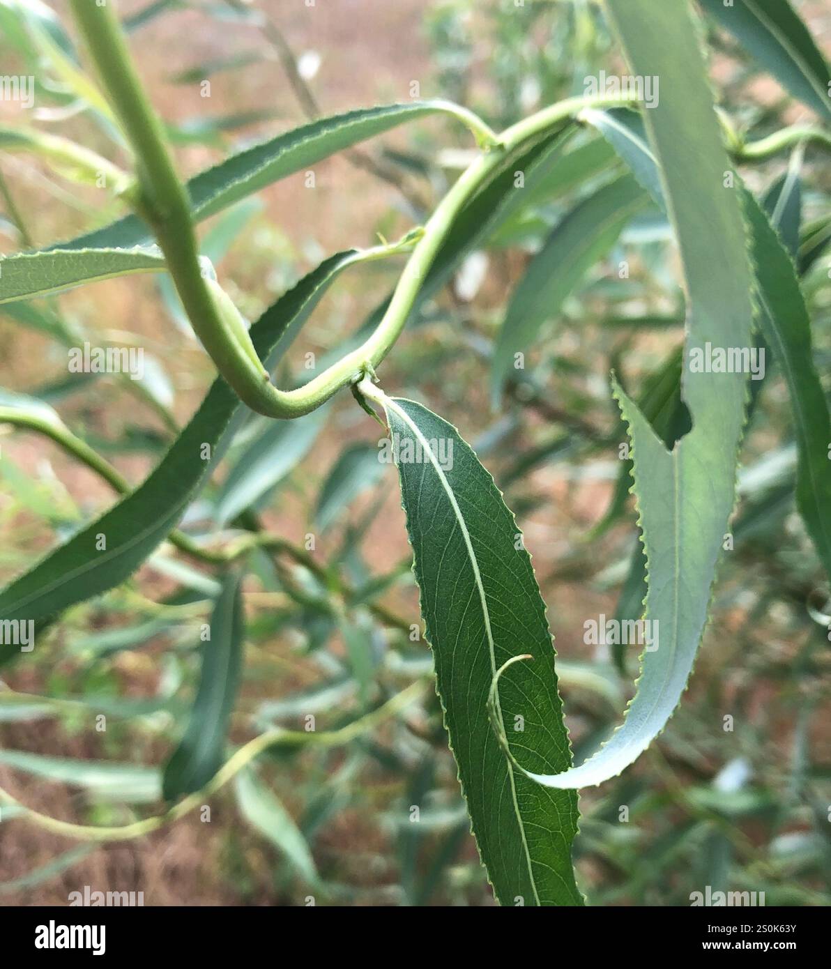 Lockige Weide (Salix babylonica tortuosa) Stockfoto