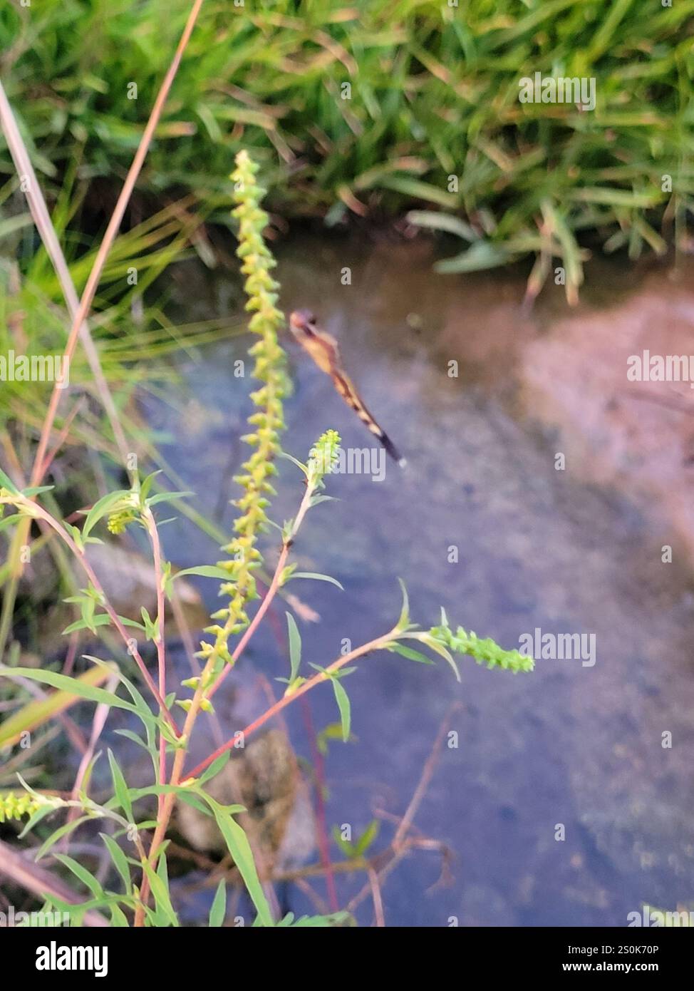 Little Blue Dragonlet (Erythrodiplax minuscula) Stockfoto