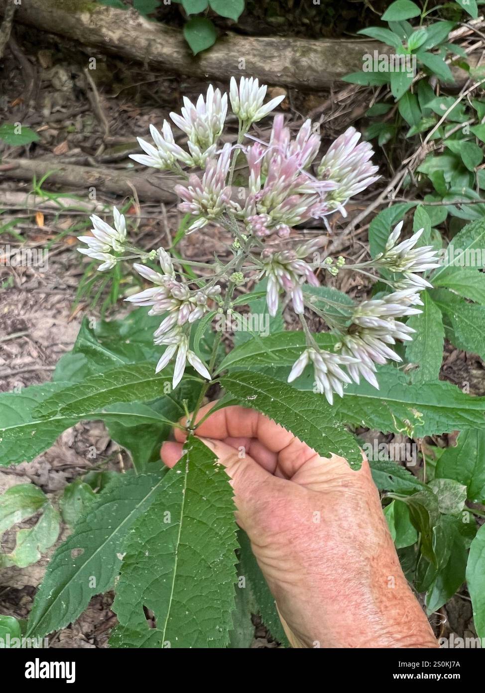 Süßes Joe-Pye-Unkraut (Eutrochium purpureum) Stockfoto