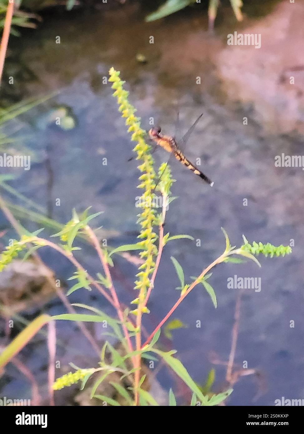 Little Blue Dragonlet (Erythrodiplax minuscula) Stockfoto